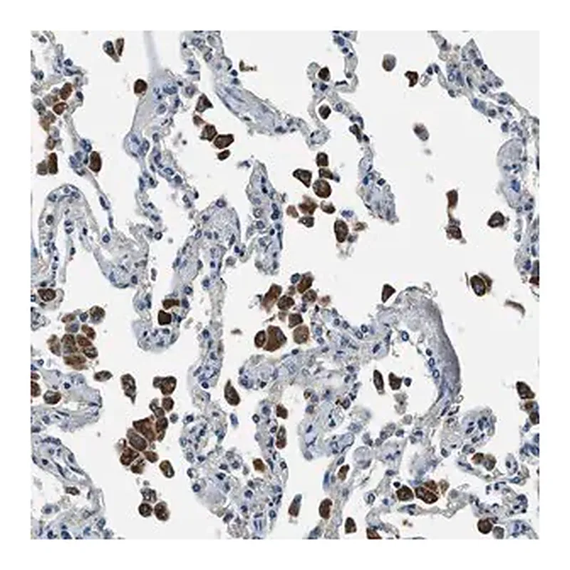 Merck Anti-SLC19A2 antibody produced in rabbit