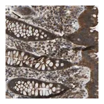 Merck Anti-ZNF71 antibody produced in rabbit