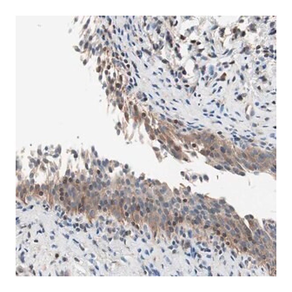 Merck Anti-RAD54B antibody produced in rabbit