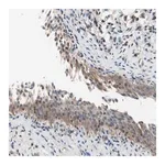 Merck Anti-RAD54B antibody produced in rabbit