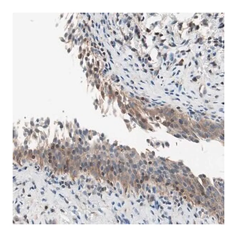 Merck Anti-RAD54B antibody produced in rabbit
