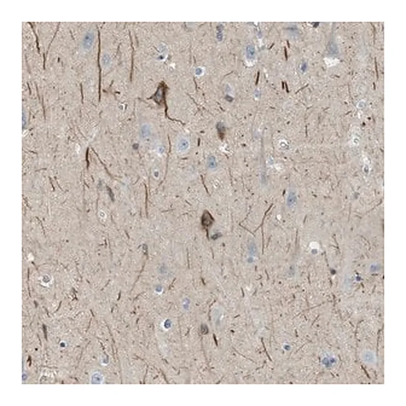 Merck Anti-GRIK2 antibody produced in rabbit