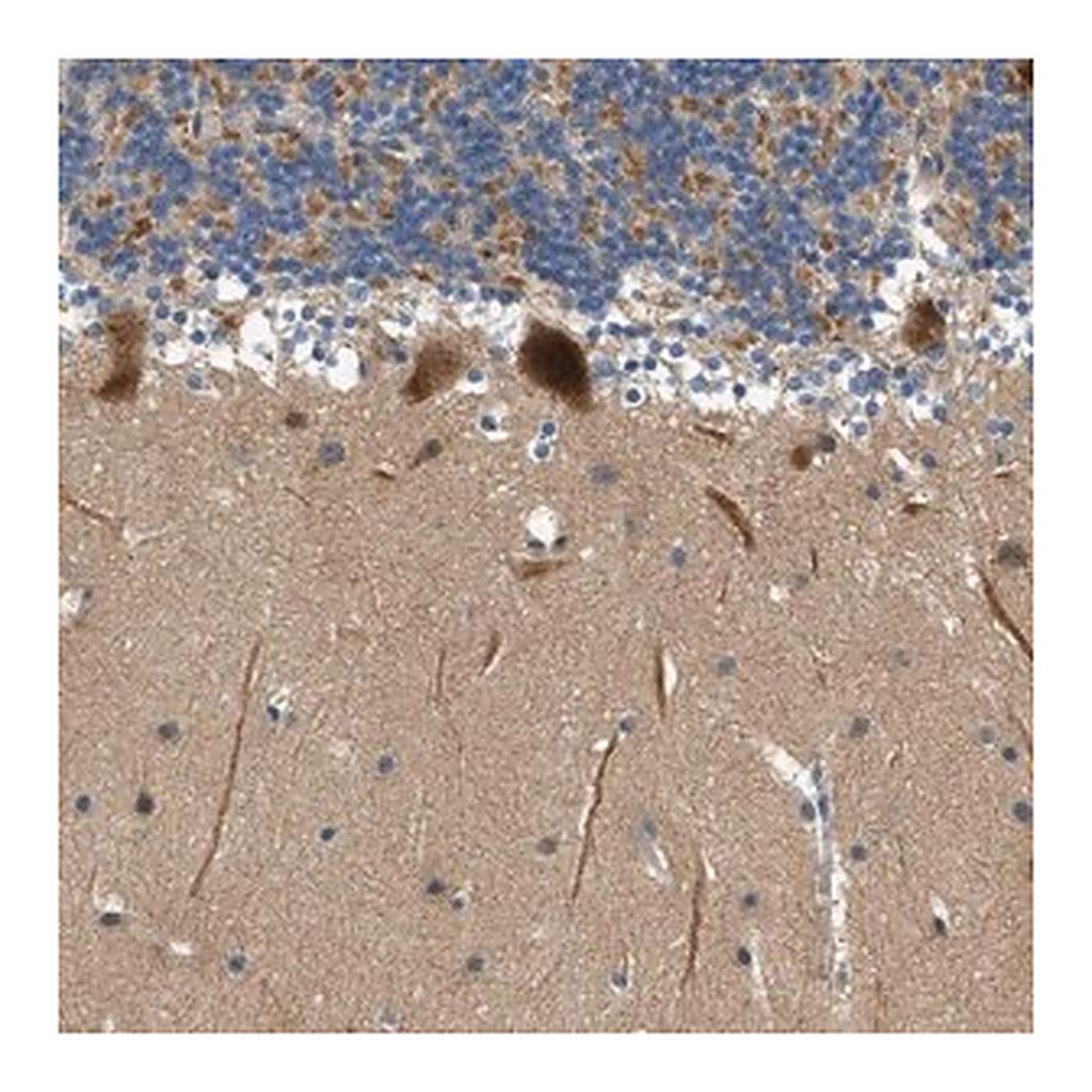 Merck Anti-KCNK1 antibody produced in rabbit