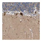 Merck Anti-KCNK1 antibody produced in rabbit