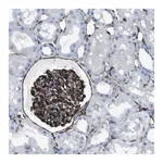 Merck Anti-ZDHHC6 antibody produced in rabbit