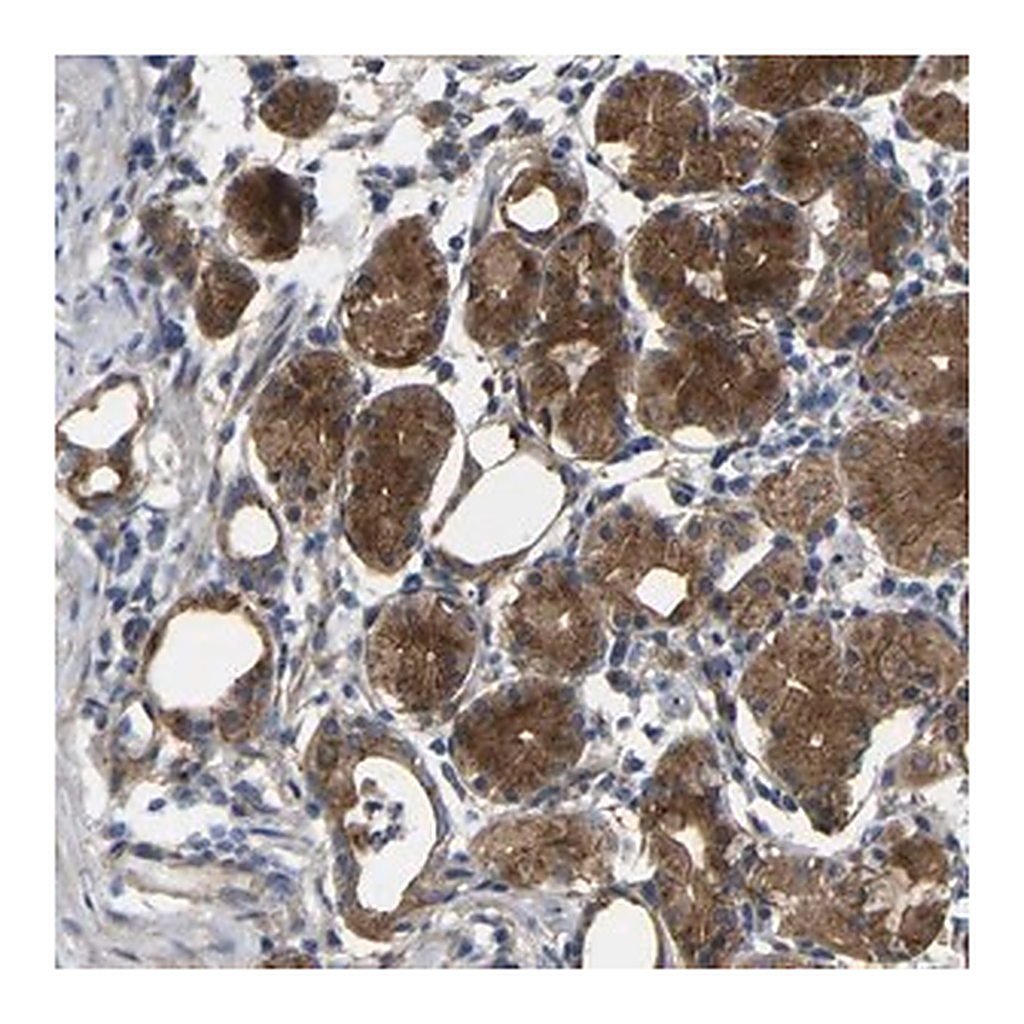 Merck Anti-SYPL1 antibody produced in rabbit