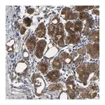 Merck Anti-SYPL1 antibody produced in rabbit