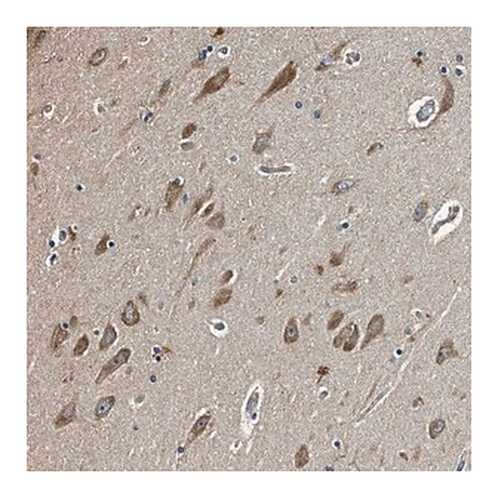 Merck Anti-MIB1 antibody produced in rabbit
