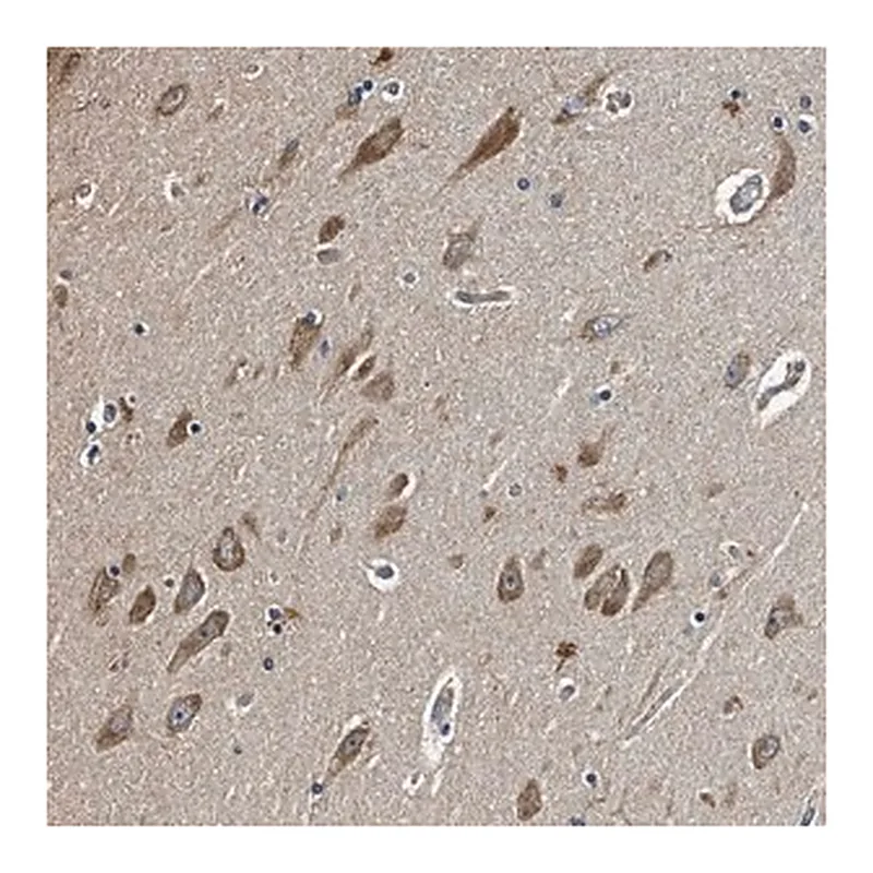 Merck Anti-MIB1 antibody produced in rabbit