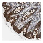 Merck Anti-UBA5 antibody produced in rabbit