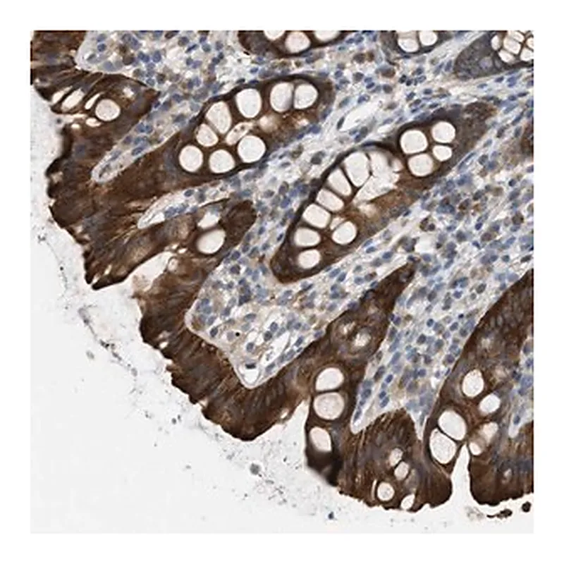 Merck Anti-UBA5 antibody produced in rabbit