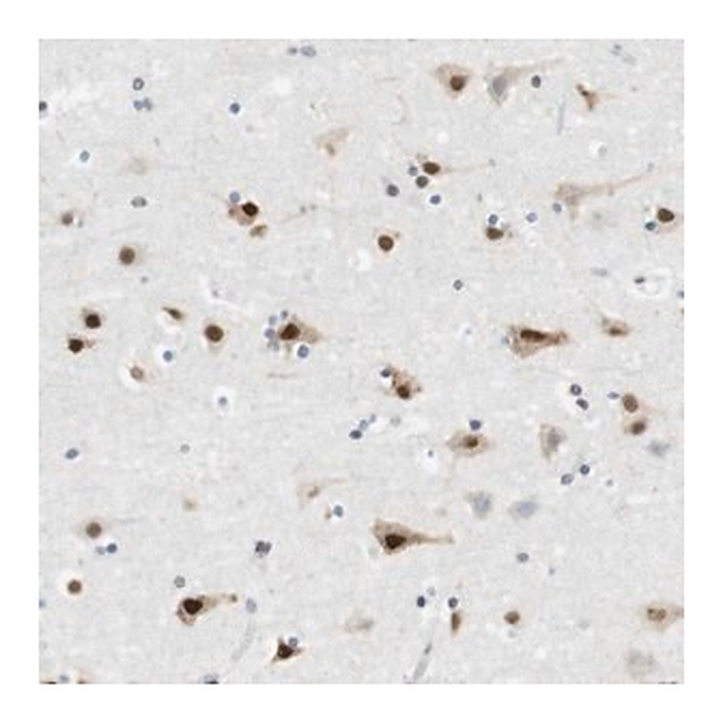 Merck Anti-RNF38 antibody produced in rabbit
