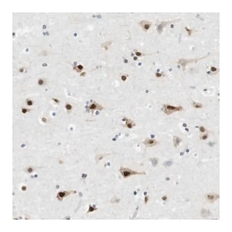 Merck Anti-RNF38 antibody produced in rabbit