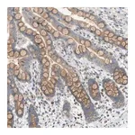 Merck Anti-DYRK1A antibody produced in rabbit