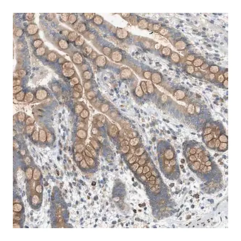 Merck Anti-DYRK1A antibody produced in rabbit