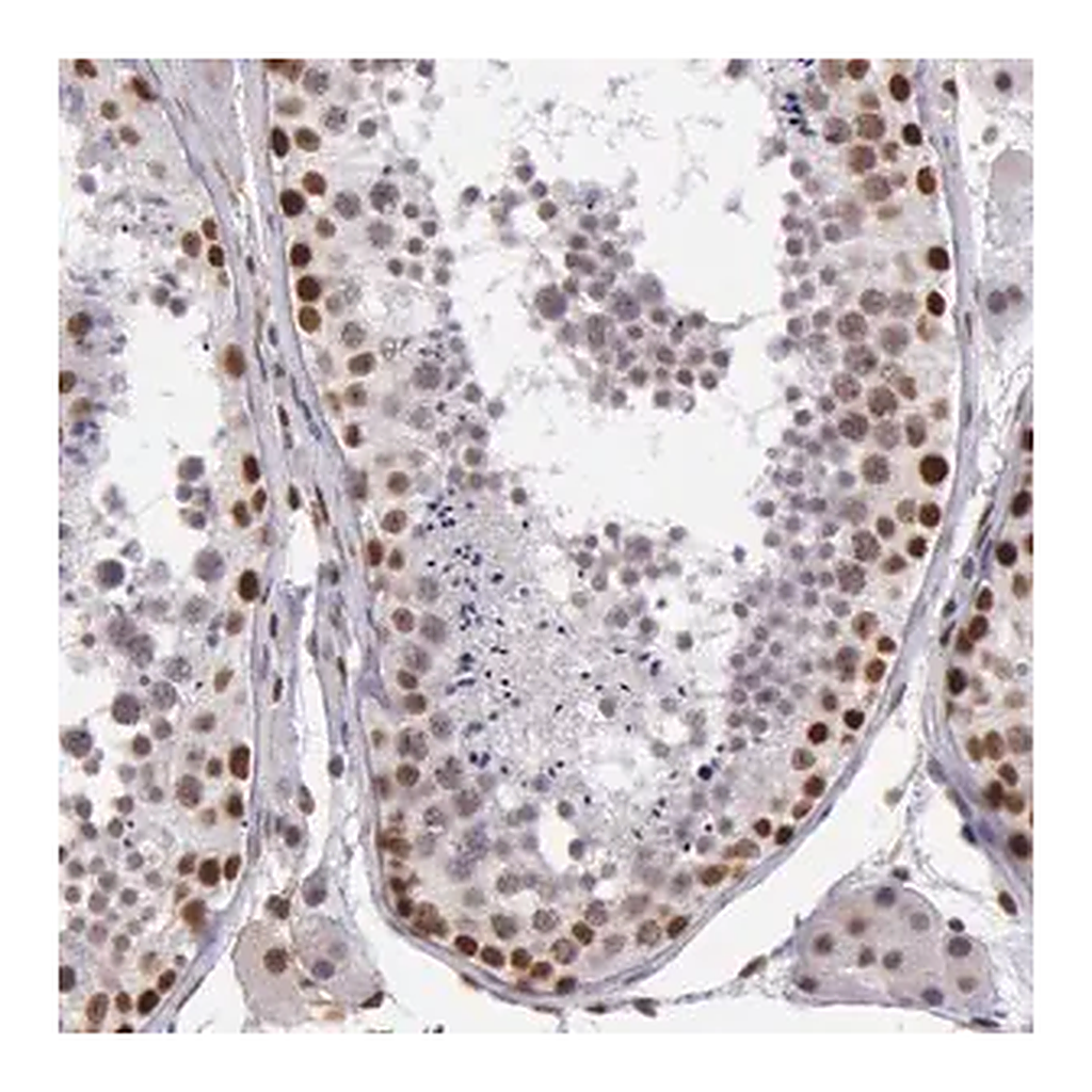 Merck Anti-NBN antibody produced in rabbit