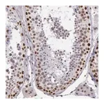 Merck Anti-NBN antibody produced in rabbit