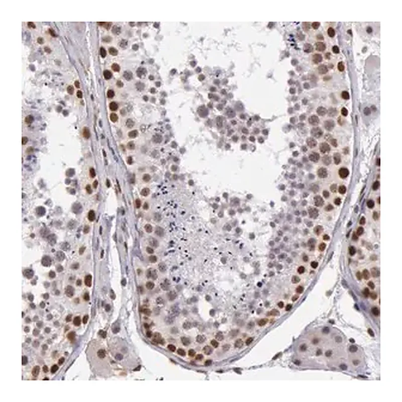 Merck Anti-NBN antibody produced in rabbit