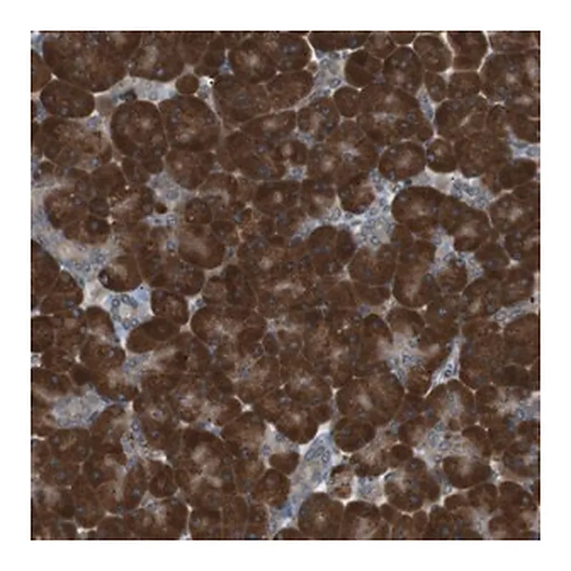 Merck Anti-TMED9 antibody produced in rabbit