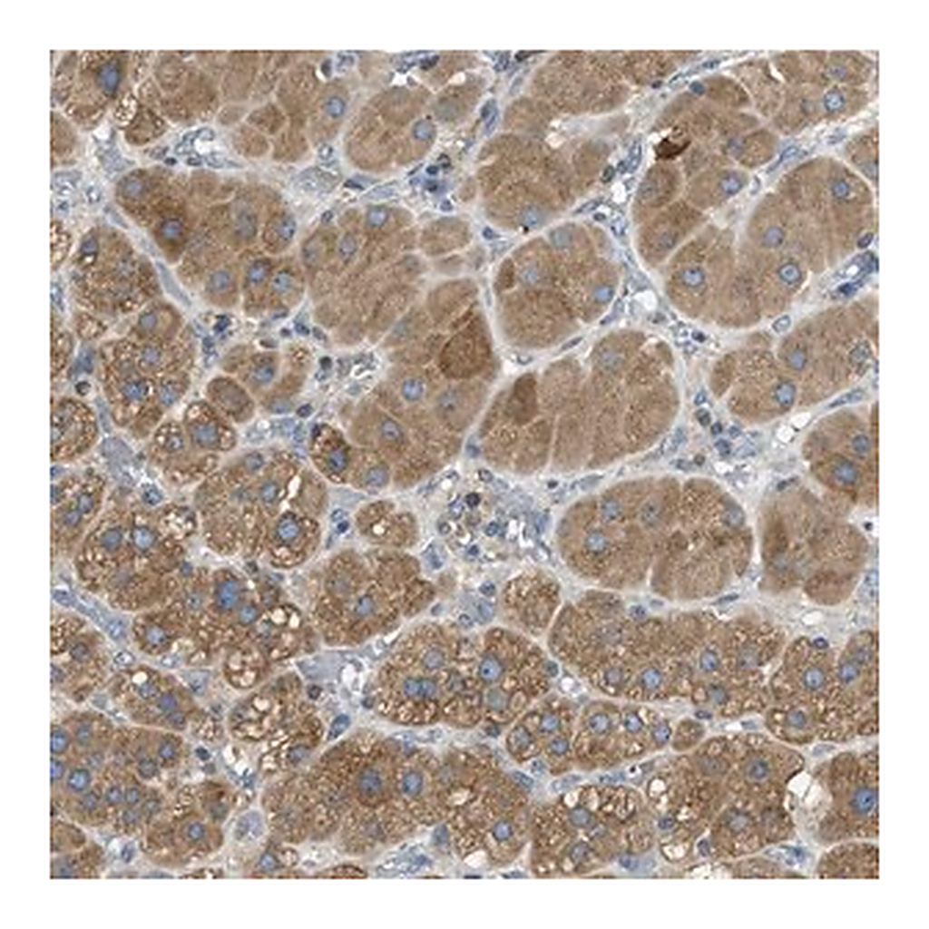 Merck Anti-MPDU1 antibody produced in rabbit