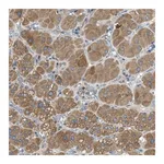 Merck Anti-MPDU1 antibody produced in rabbit