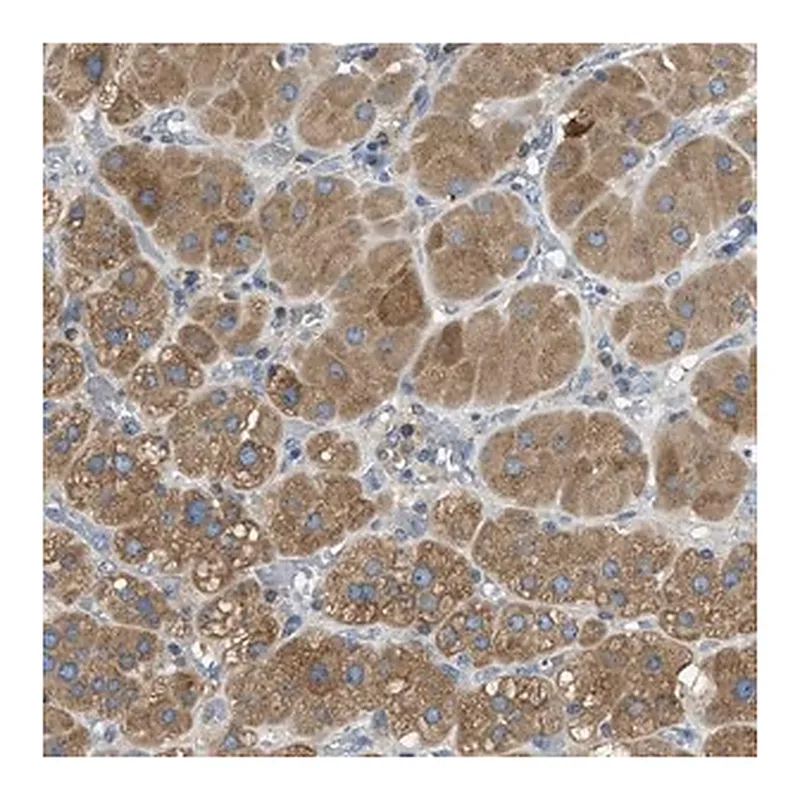 Merck Anti-MPDU1 antibody produced in rabbit