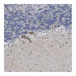 Merck Anti-ST6GAL2 antibody produced in rabbit