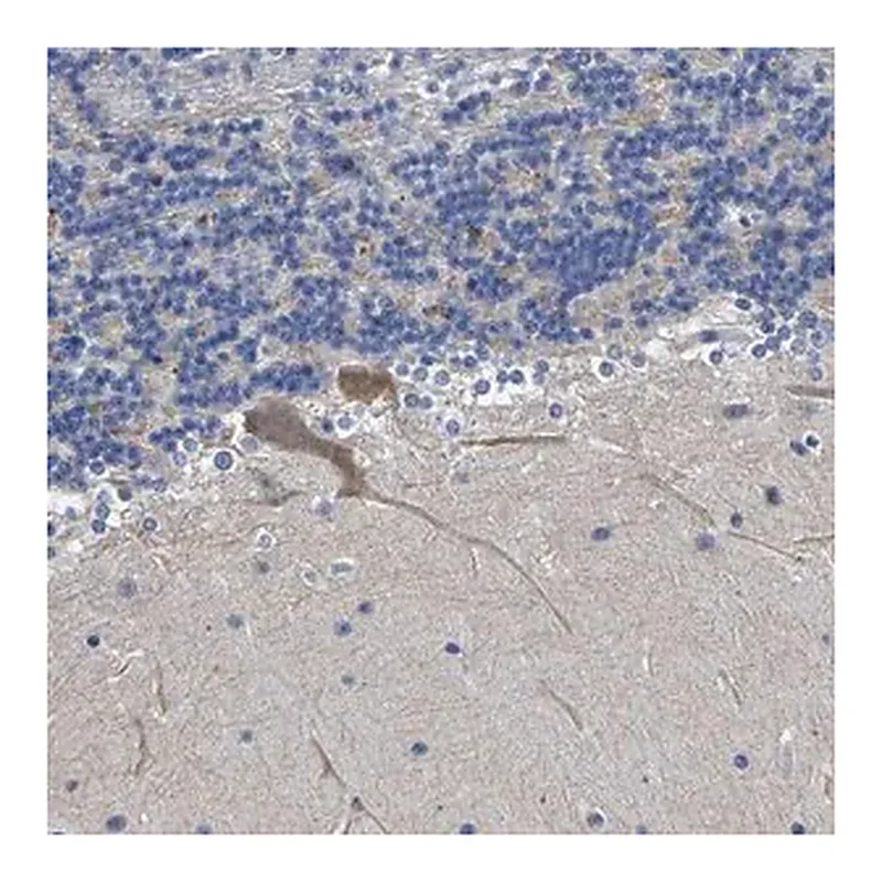 Merck Anti-ST6GAL2 antibody produced in rabbit