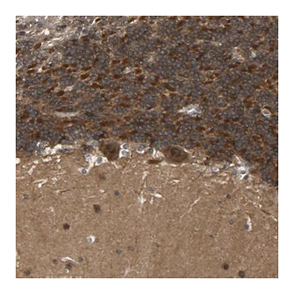 Merck Anti-NDRG3 antibody produced in rabbit