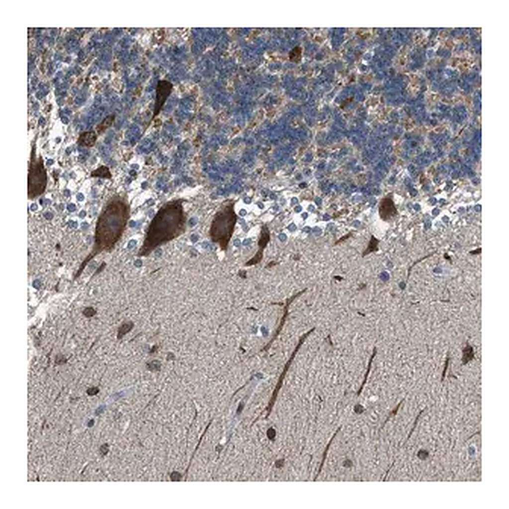 Merck Anti-RNF41 antibody produced in rabbit
