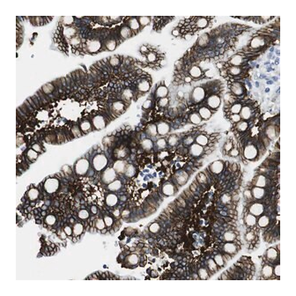 Merck Anti-CDH8 antibody produced in rabbit
