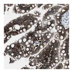 Merck Anti-CDH8 antibody produced in rabbit