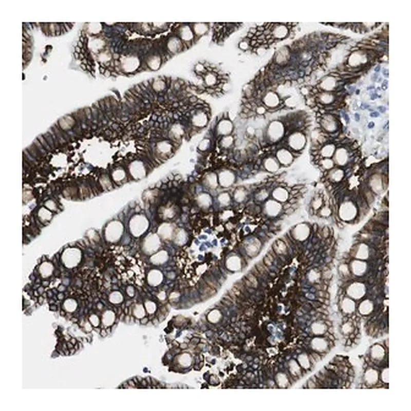 Merck Anti-CDH8 antibody produced in rabbit