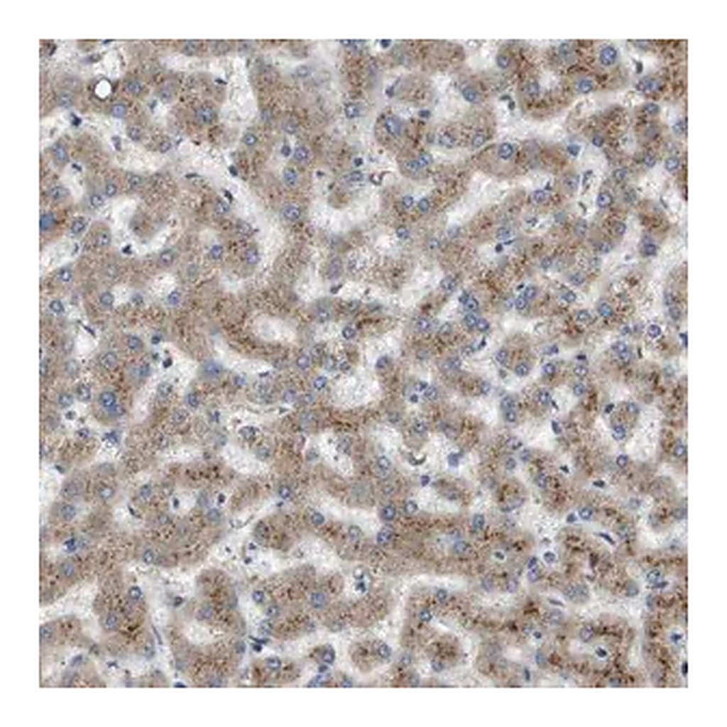 Merck Anti-B3GNT5 antibody produced in rabbit