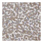 Merck Anti-B3GNT5 antibody produced in rabbit