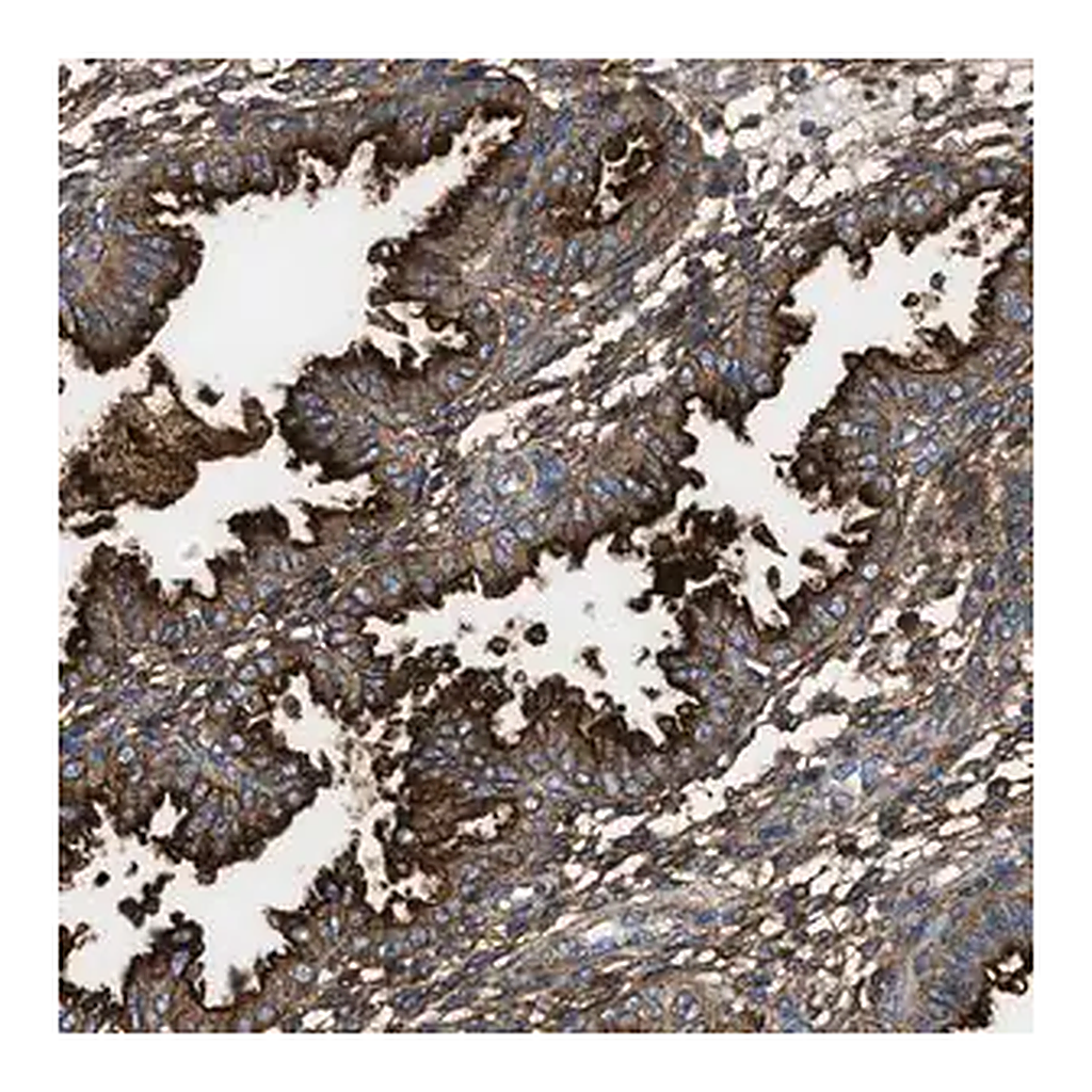 Merck Anti-NT5E antibody produced in rabbit
