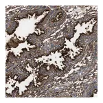 Merck Anti-NT5E antibody produced in rabbit