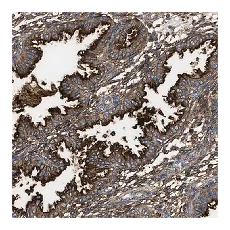 Merck Anti-NT5E antibody produced in rabbit