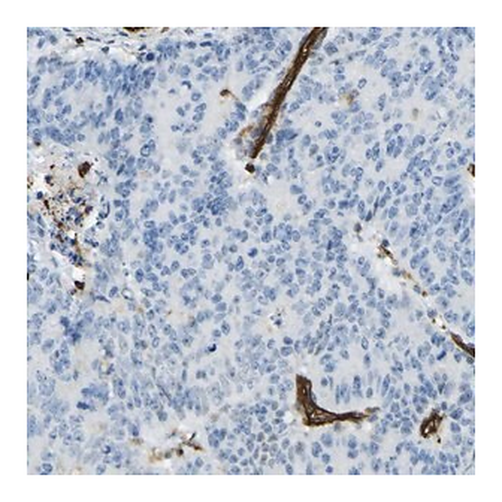 Merck Anti-PLXDC1 antibody produced in rabbit