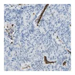 Merck Anti-PLXDC1 antibody produced in rabbit