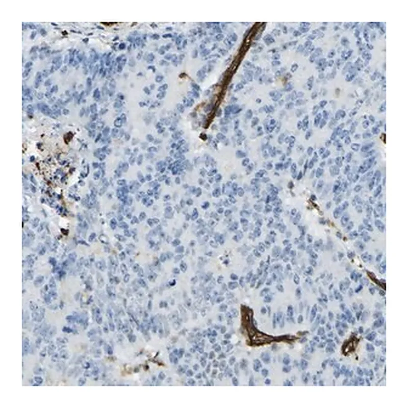 Merck Anti-PLXDC1 antibody produced in rabbit