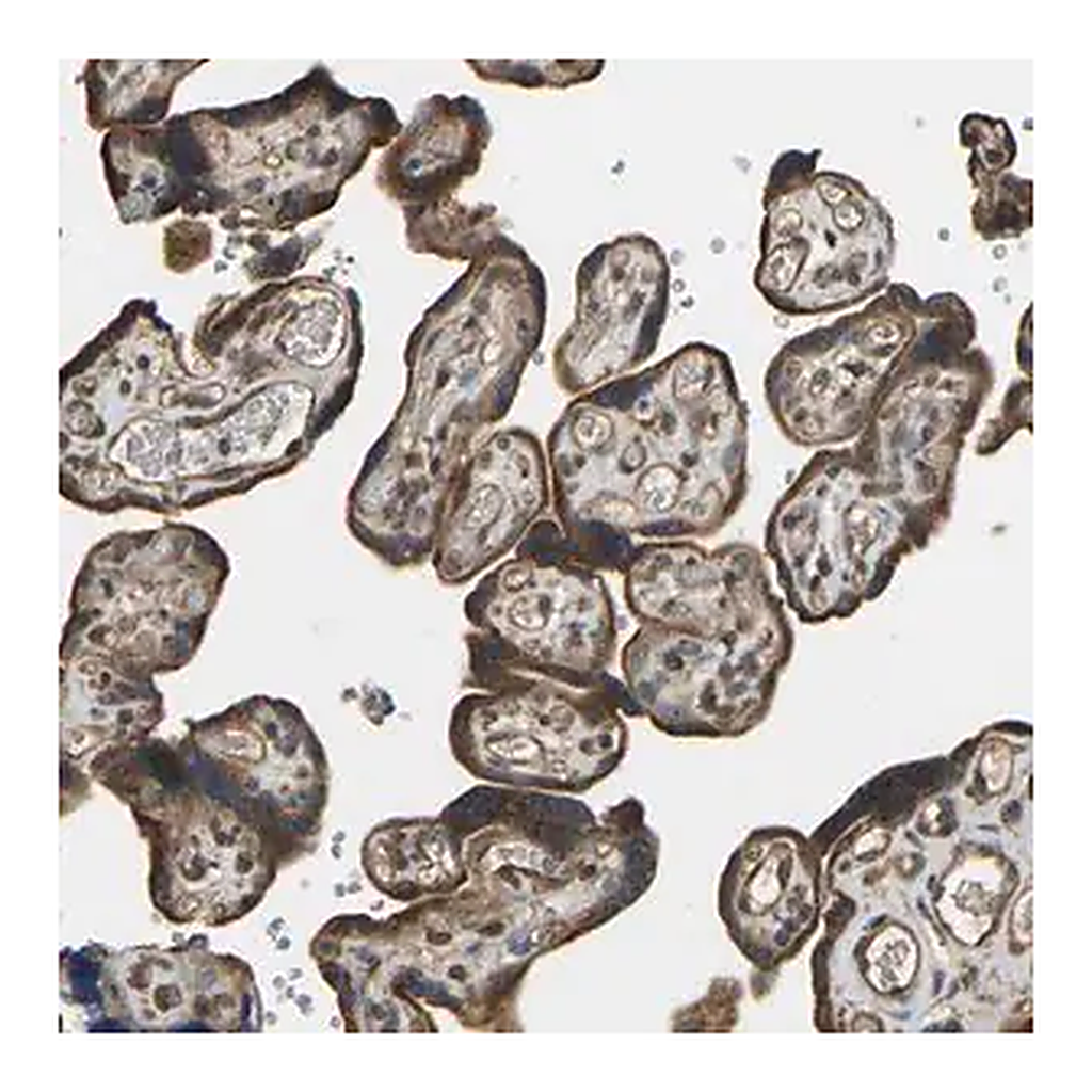 Merck Anti-OS9 antibody produced in rabbit