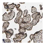 Merck Anti-OS9 antibody produced in rabbit