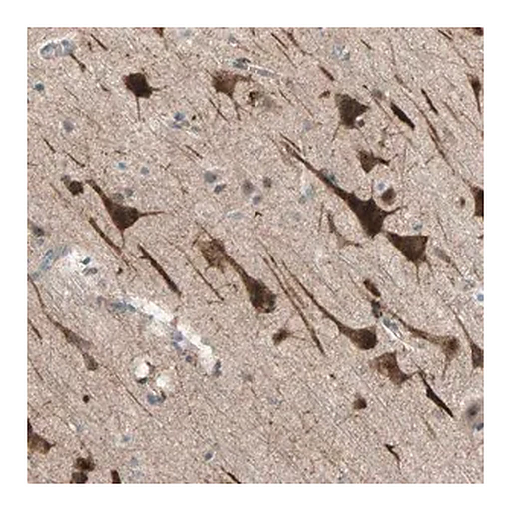 Merck Anti-PDE8A antibody produced in rabbit