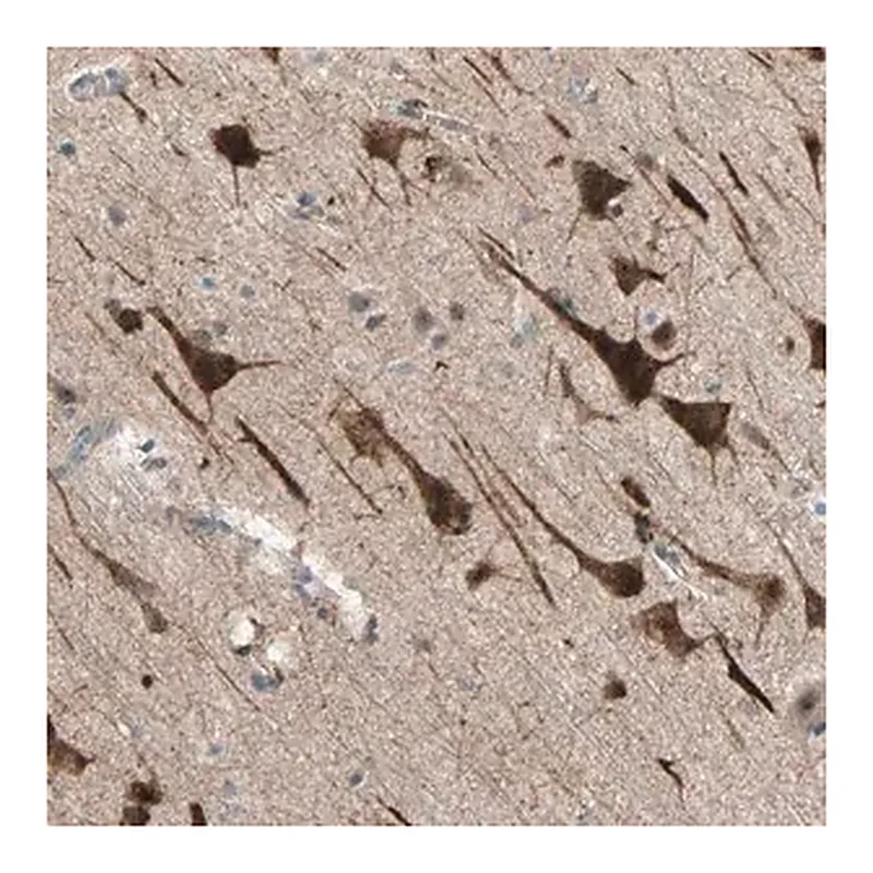 Merck Anti-PDE8A antibody produced in rabbit