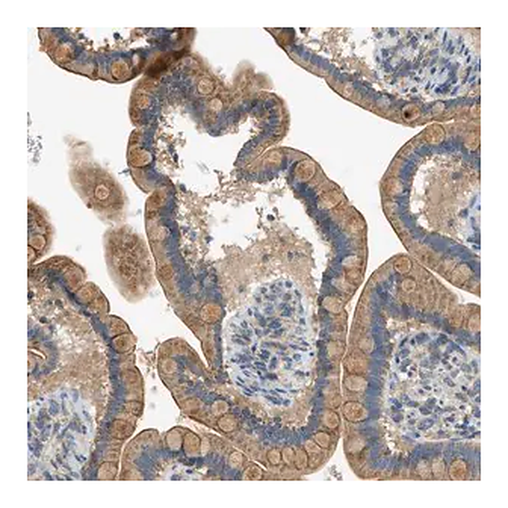 Merck Anti-PIGG antibody produced in rabbit