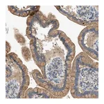 Merck Anti-PIGG antibody produced in rabbit
