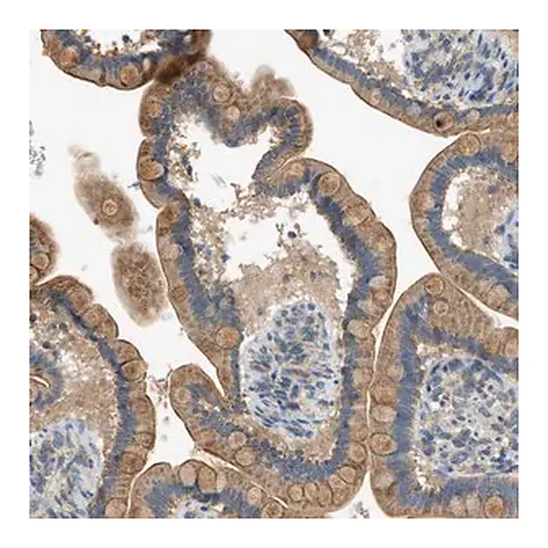 Merck Anti-PIGG antibody produced in rabbit