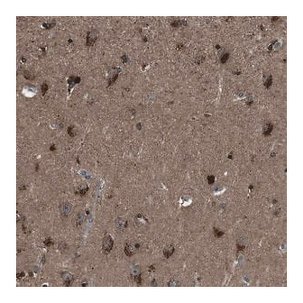 Merck Anti-NEK7 antibody produced in rabbit