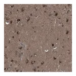 Merck Anti-NEK7 antibody produced in rabbit